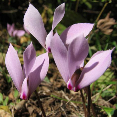 Cyclamen Cilicium Seeds Plant World Seeds