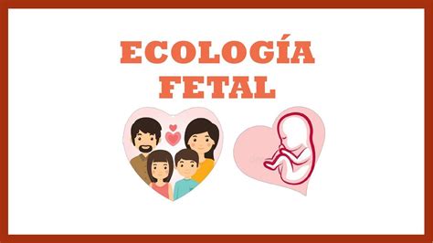 Ecología fetal obstetricia apuntes obstetricia uDocz