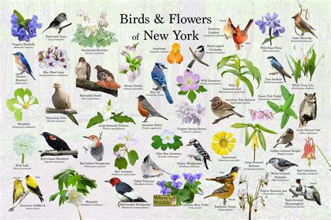 Birds And Flowers Of New York State Flower And Bird Guide Providing