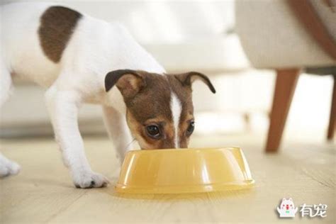 狗狗护食怎么办？ 每日头条