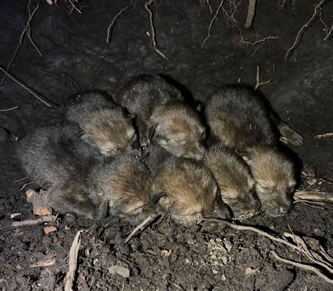 Endangered Red Wolf Pups Born In The Wild