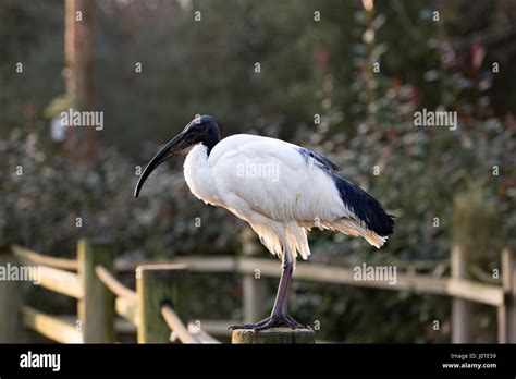 African Sacred Ibis Stock Photo Alamy