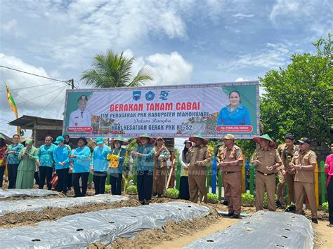 Rangkaian Hkg Ke Tp Pkk Manokwari Tanam Bibit Cabai Di Aimasi