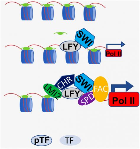 Leafy Is A Pioneer Transcription Factor And Licenses Cell Reprogramming