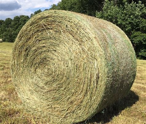 Buy Teff Hay bales for sale - Premium Teff Hay wholesale supplier