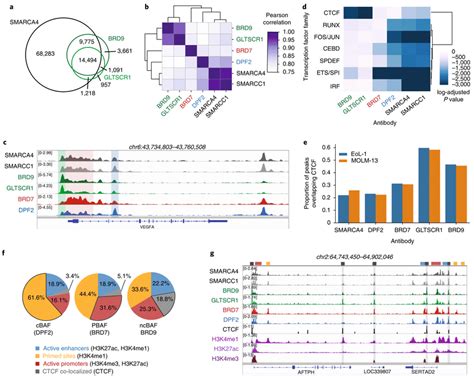 Differential Localization Of The Mswi Snf Complexes Ncbaf Cbaf And