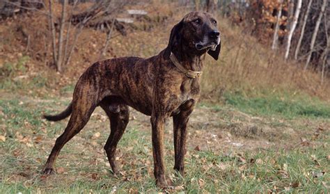 Plott Hound Puppies Rescue Pictures Information Temperament