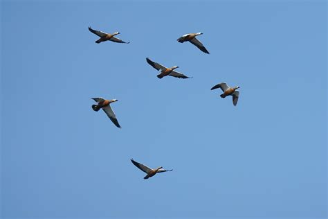 Birds Flock Flying Free Photo On Pixabay Pixabay