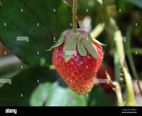 Strawberry Fruit Plant Hi Res Stock Photography And Images Alamy