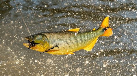 Golden Dorado Consideraciones Para La Pesca Deportiva NOVE OUTDOORS