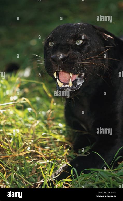 Black Panther Panthera Pardus Portrait High Resolution Stock