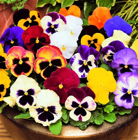 Mammoth Pansy - Watters Garden Center