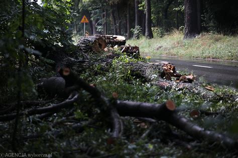 Wycinka drzew w Zabierzowie trwa w najlepsze Sprawa rozbije się o