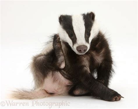 Photograph Of Young Badger Meles Meles Scratching Himself Rights