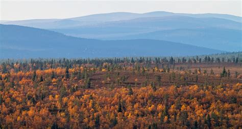 Lappland Wald Herbst Kostenloses Foto Auf Pixabay