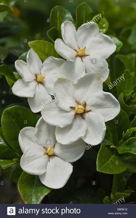 Gardenia Jasminoides Stock Photos And Gardenia Jasminoides Stock Images