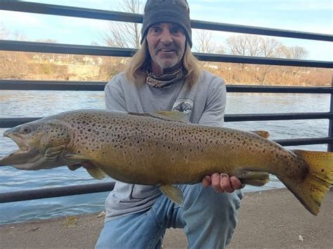 Monster Brown Trout