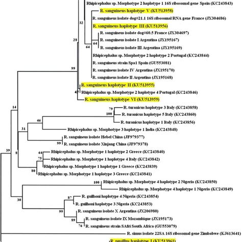 Neighbour Joining Tree Inferred From Mitochondrial 16S RDNA Sequences