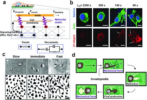 Clarifications And Evidences On How Hydrogel Viscoelasticity Regulated