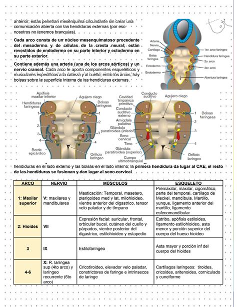 SOLUTION 8 Embriolog A De Cabeza Y Cuello Studypool