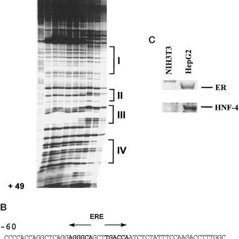 The Fxii Promoter Hnf Binding Site Forms A Specific Complex With