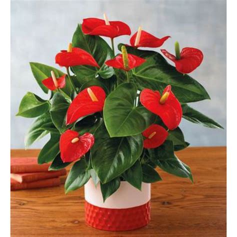 Jual COD Tanaman Hias Anthurium Mickey Mouse Bunga Merah Tanaman