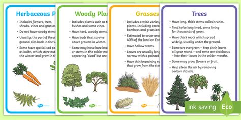 Plant Groups Display Posters Teacher Made