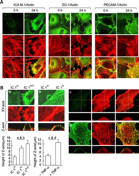 Effects Of Icam 1 Expression On Ec Height And Contractility A The Download Scientific