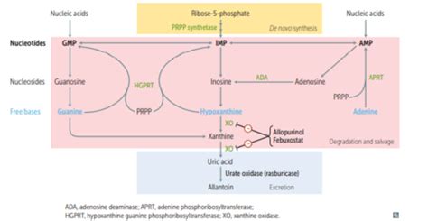 Purine Salvage Pathway Usmle