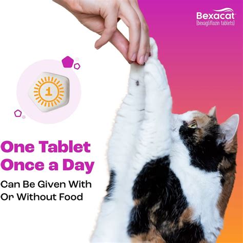 Bexacat For Cats Bexagliflozin 15 Mg 30 Tablets Diabetes On