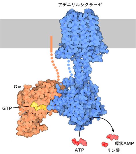 Adenylyl Cyclase Pdbj