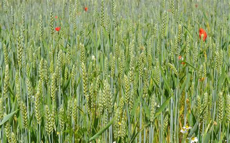 Gandum Bulir Bidang Ladang Foto Gratis Di Pixabay Pixabay