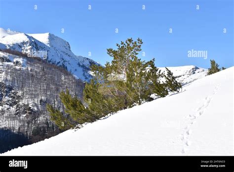 Winter Hiking On Zelengora Mountain Bosnia Stock Photo Alamy