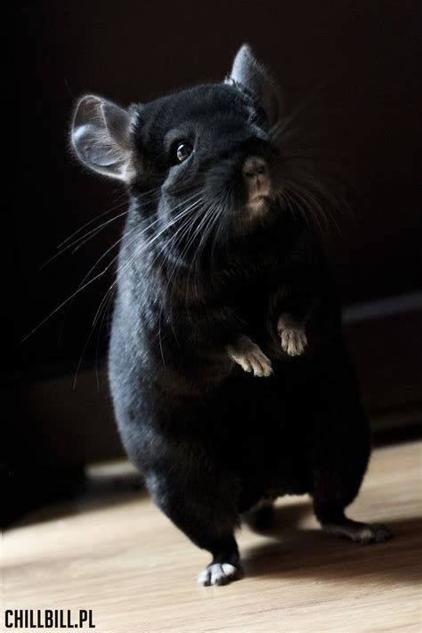 Billy Beautiful Extra Dark Ebony Chinchilla Standing On His Rear Paws