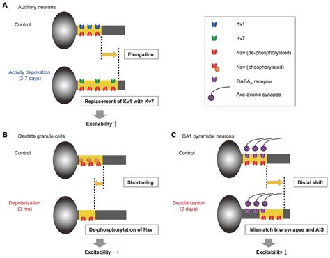 Frontiers Structural And Functional Plasticity At The Axon Initial