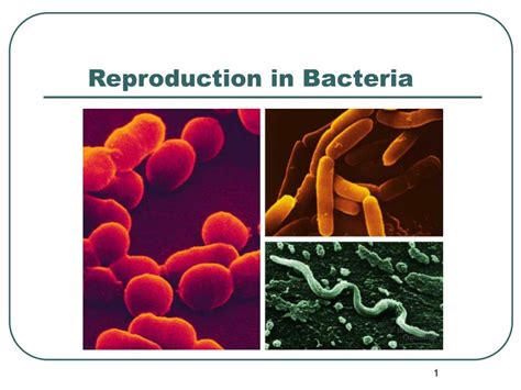 Ppt Reproduction In Bacteria Powerpoint Presentation Free Download Id 1754738