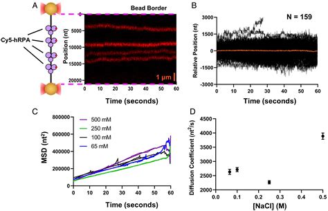 Helicase Activity Promoted Through Dynamic Interactions Between A