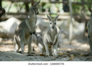 Kangaroo National Symbol Australia Stock Photo 1268305735 | Shutterstock