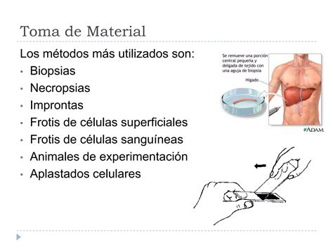 Pasos de la técnica histológica básica PPT