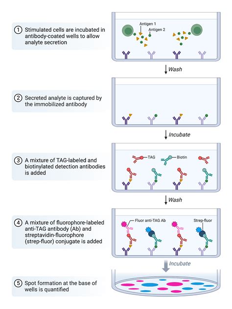 Dual Fluorospot Assay Protocol Biorender Science Templates