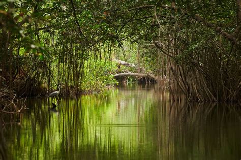 A Great Sundarban Trip With Royal Sundarban Tourism Royal Sundarban