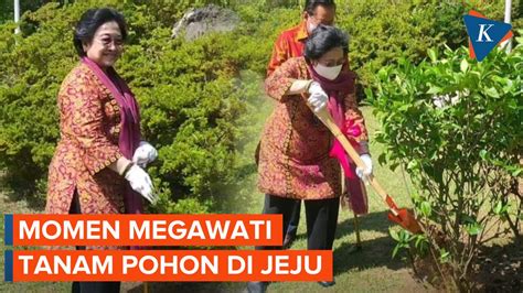 Berita Harian Megawati Tanam Pohon Di Korea Terbaru Hari Ini Kompas