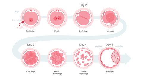 How Do Embryos Develop The Agora Clinic