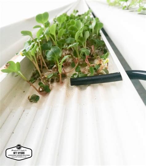 Microgreens | Hydroponic farming, Microgreens, Hydroponics system