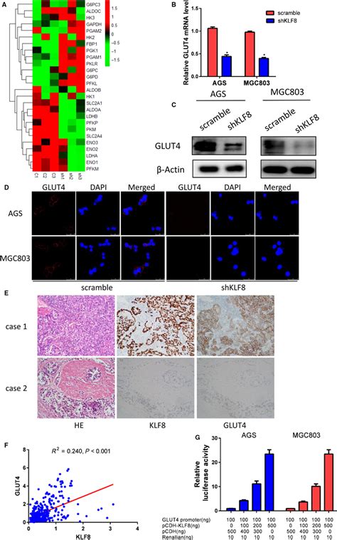 Klf8 Promotes Glycolysis By Targeting Glucose Transporter Glut4 A