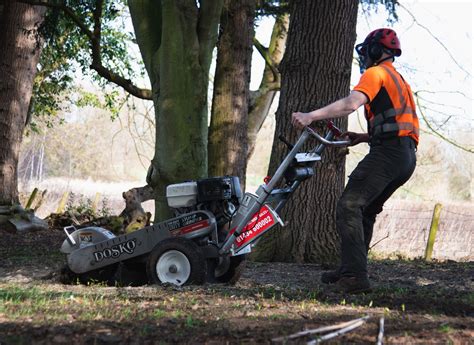 How Much Does Stump Grinding Cost Tree Beard Tree Surgery Ltd