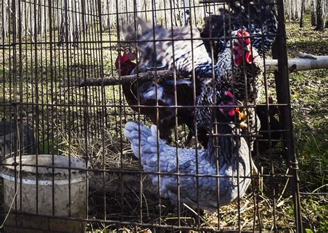 Bird Flu Russia Detects First Case Of H5n8 Bird Flu In Humans Rnz News