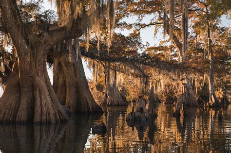 Louisiana Swamp Giant Bald Cypress Trees Three By Bill Swindaman Louisiana Swamp Bald Cypress