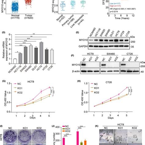 Myo10 Knockout Inhibits Proliferation Of Colorectal Cancer Cells A