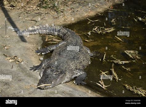 Crocodile In Zoo Stock Photo Alamy